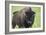 Bison-null-Framed Photographic Print