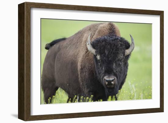 Bison-null-Framed Photographic Print