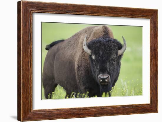 Bison-null-Framed Photographic Print