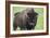 Bison-null-Framed Photographic Print