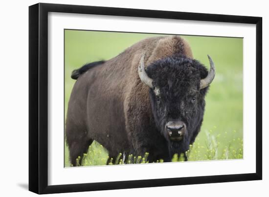 Bison-null-Framed Photographic Print