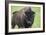 Bison-null-Framed Photographic Print