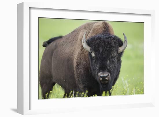 Bison-null-Framed Photographic Print