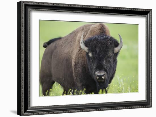 Bison-null-Framed Photographic Print