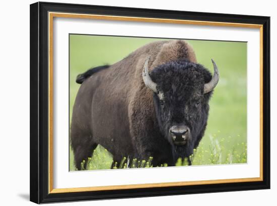 Bison-null-Framed Photographic Print