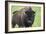 Bison-null-Framed Photographic Print