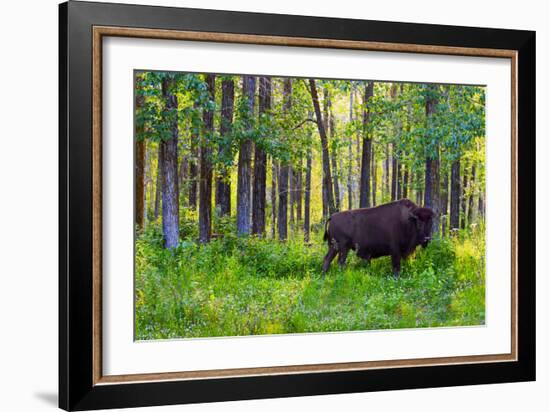 Bison-null-Framed Photographic Print