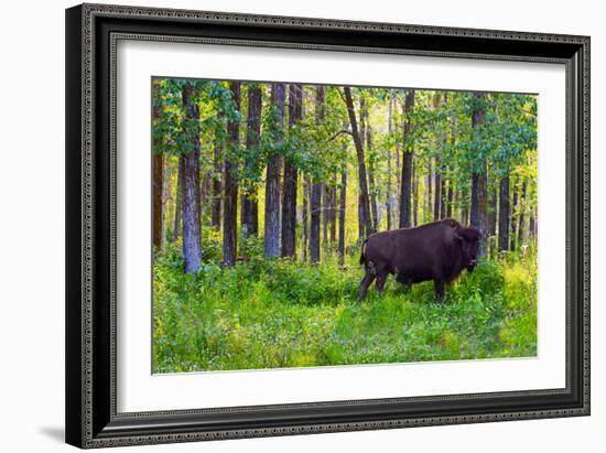 Bison-null-Framed Photographic Print