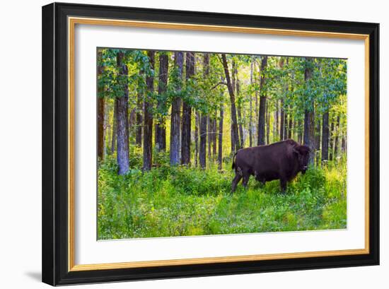 Bison-null-Framed Photographic Print