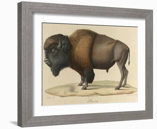 Bison-null-Framed Giclee Print