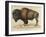 Bison-null-Framed Giclee Print