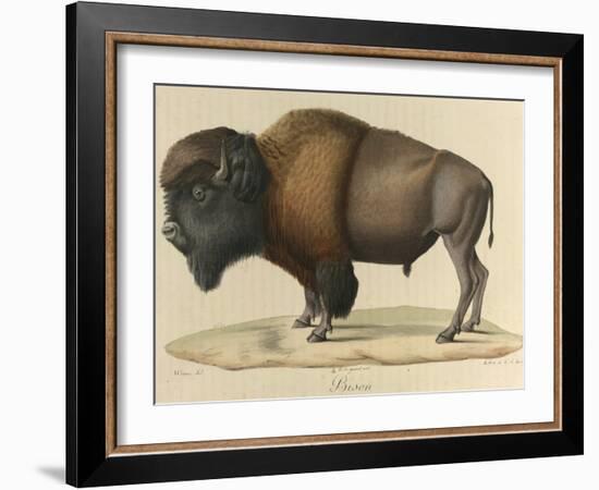 Bison-null-Framed Giclee Print