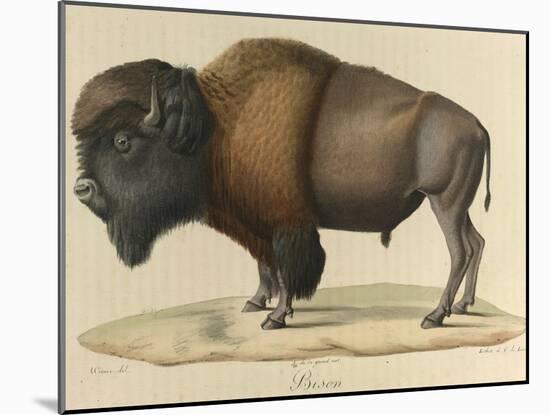 Bison-null-Mounted Giclee Print