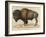 Bison-null-Framed Giclee Print