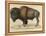 Bison-null-Framed Premier Image Canvas