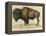 Bison-null-Framed Premier Image Canvas