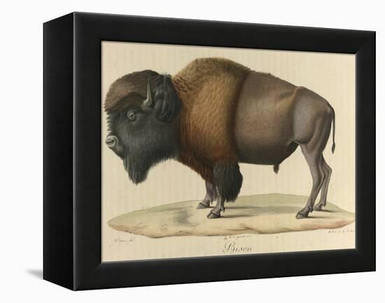 Bison-null-Framed Premier Image Canvas