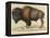 Bison-null-Framed Premier Image Canvas