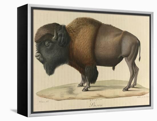 Bison-null-Framed Premier Image Canvas