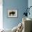 Bison-Sydney Edmunds-Framed Giclee Print displayed on a wall