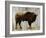 Bison-Sydney Edmunds-Framed Giclee Print