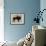 Bison-Sydney Edmunds-Framed Giclee Print displayed on a wall