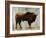 Bison-Sydney Edmunds-Framed Giclee Print