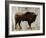 Bison-Sydney Edmunds-Framed Giclee Print