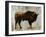 Bison-Sydney Edmunds-Framed Giclee Print