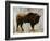 Bison-Sydney Edmunds-Framed Giclee Print