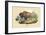 Bison-E.f. Noel-Framed Art Print