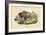 Bison-E.f. Noel-Framed Art Print