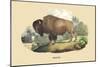 Bison-E.f. Noel-Mounted Art Print