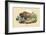 Bison-E.f. Noel-Framed Art Print