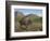 Bison-Robert Wavra-Framed Giclee Print