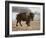 Bison-Rusty Frentner-Framed Giclee Print