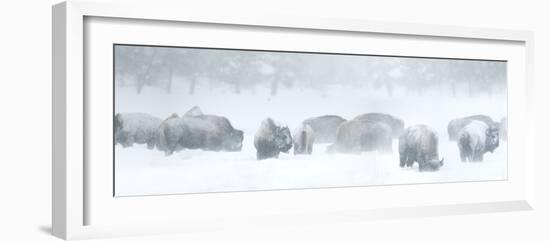 Bisons in Blizzard-Howard Ruby-Framed Photographic Print