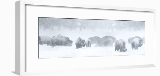 Bisons in Blizzard-Howard Ruby-Framed Photographic Print