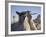 Bisti Wing, Bisti Wilderness, New Mexico, United States of America, North America-James Hager-Framed Photographic Print