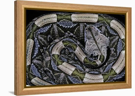 Bitis Gabonica (Gaboon Viper)-Paul Starosta-Framed Premier Image Canvas