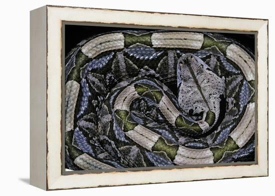 Bitis Gabonica (Gaboon Viper)-Paul Starosta-Framed Premier Image Canvas