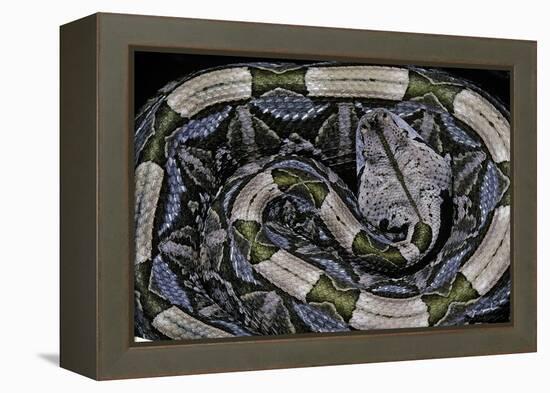 Bitis Gabonica (Gaboon Viper)-Paul Starosta-Framed Premier Image Canvas