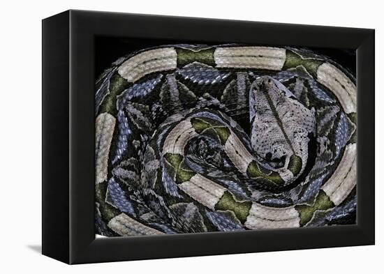 Bitis Gabonica (Gaboon Viper)-Paul Starosta-Framed Premier Image Canvas