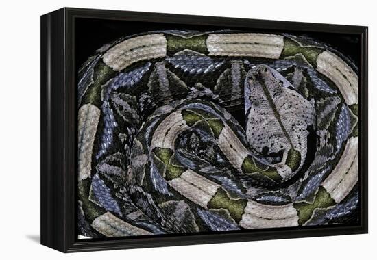 Bitis Gabonica (Gaboon Viper)-Paul Starosta-Framed Premier Image Canvas