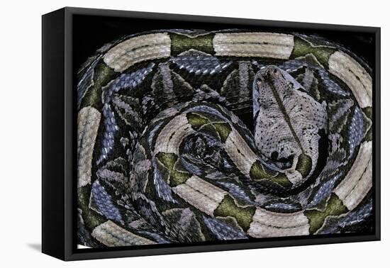 Bitis Gabonica (Gaboon Viper)-Paul Starosta-Framed Premier Image Canvas