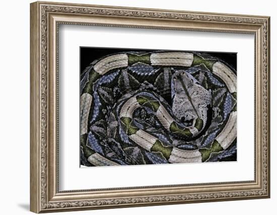 Bitis Gabonica (Gaboon Viper)-Paul Starosta-Framed Photographic Print