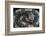 Bitis Gabonica (Gaboon Viper)-Paul Starosta-Framed Photographic Print