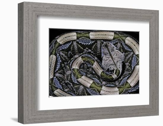 Bitis Gabonica (Gaboon Viper)-Paul Starosta-Framed Photographic Print