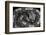 Bitis Gabonica (Gaboon Viper)-Paul Starosta-Framed Photographic Print