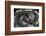 Bitis Gabonica (Gaboon Viper)-Paul Starosta-Framed Photographic Print